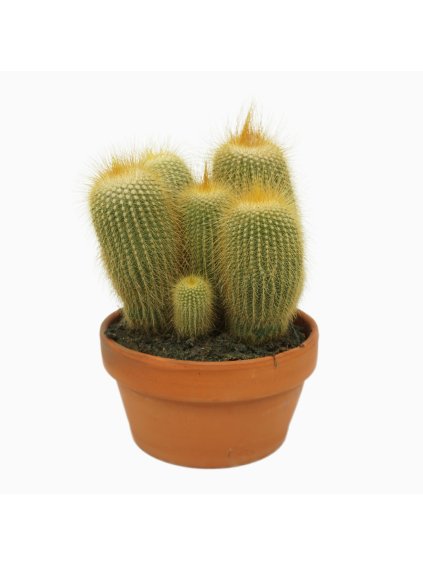 Eriocactus leninghausii V22cm