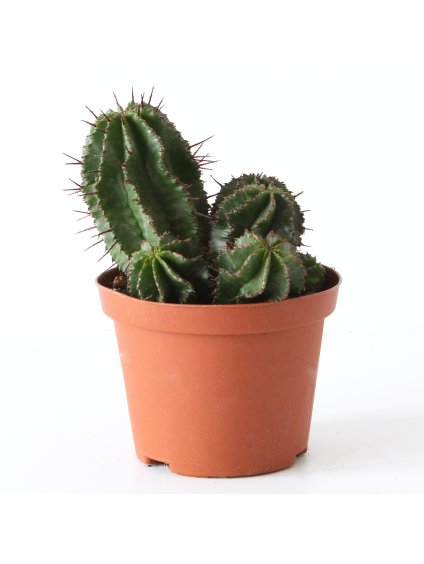 Euphorbia horrida V15cm