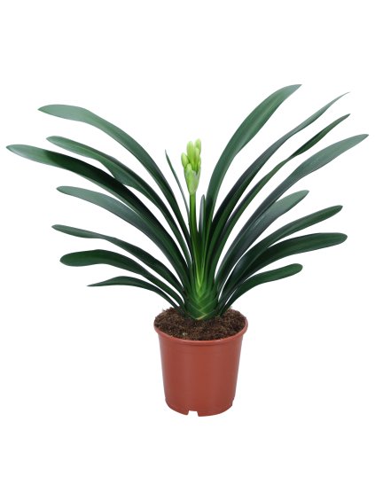 Clivia miniata V50cm