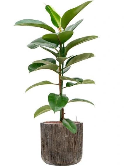 Ficus elastica 'Robusta' in Baq Luxe Lite Universe Waterfall R18cm V141cm