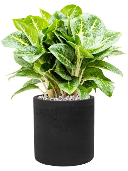 Aglaonema 'Lemon Mint' in Rough R19cm V44cm