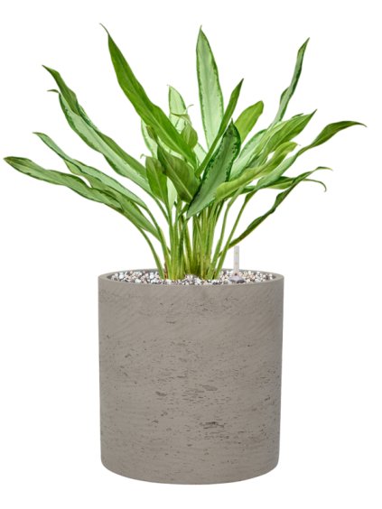 Aglaonema 'White Lance' in Rough R20cm V43cm