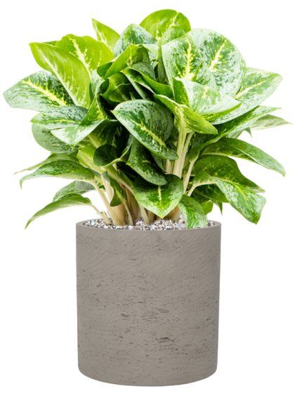 Aglaonema 'Lemon Mint' in Rough R19cm V44cm