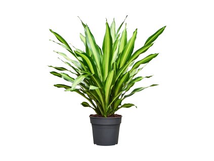 Dracaena fragrans 'Burley' V100cm