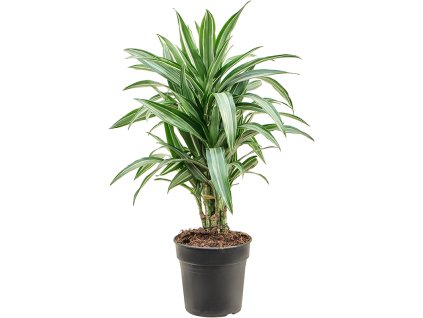 Dracaena fragrans 'Ulises' V90cm