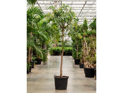 Ficus binnendijkii 'Amstel King' V250cm