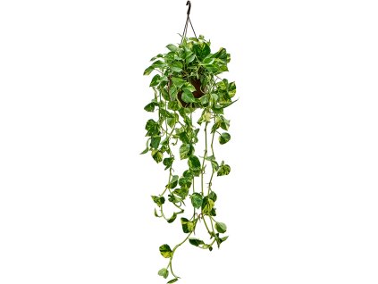 Scindapsus (Epipremnum) 'Aureum' V120cm