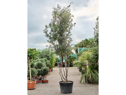 Quercus ilex V375cm