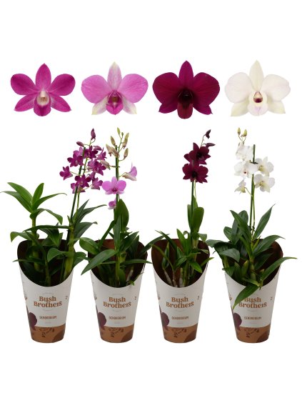 Dendrobium mix V60cm