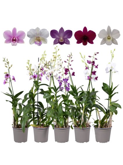 Dendrobium mix V70cm
