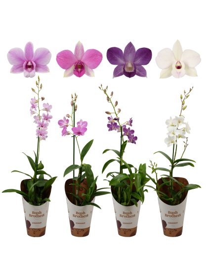 Dendrobium mix V70cm