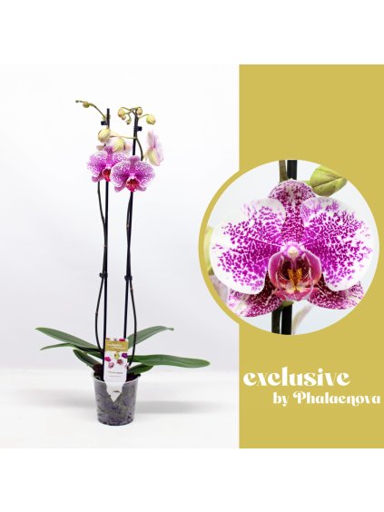 Phalaenopsis Golden Poeker Leopard V70cm