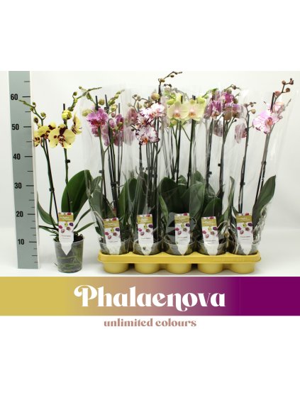 Phalaenopsis exclusive mix V60cm