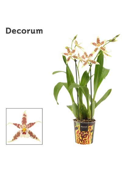 Cambria Renaissance White V60cm