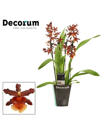 Cambria Tamiya V55cm