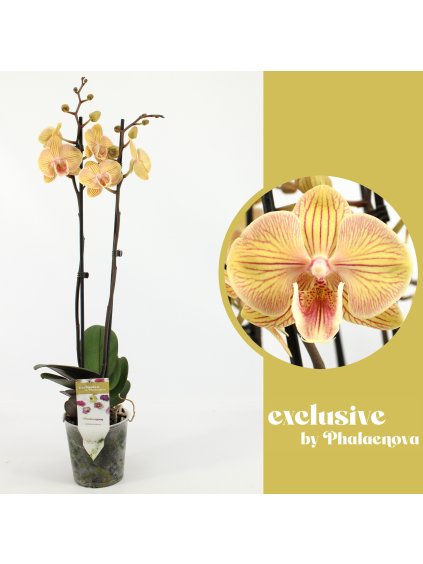 Phalaenopsis Karen Big Lip V60cm