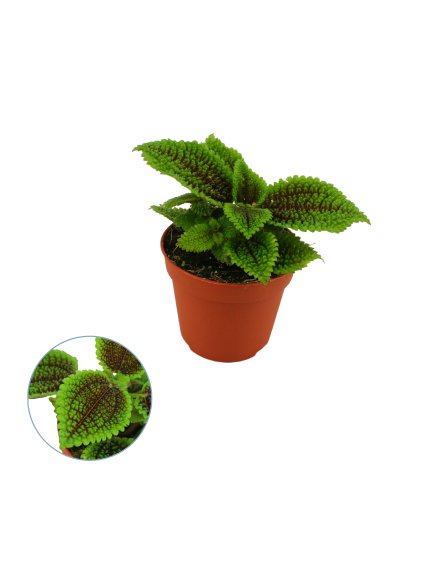 Pilea moon valley V20cm