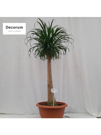 Beaucarnea V115cm