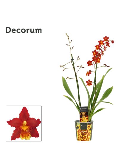 Cambria 2 tak Red sun V60cm