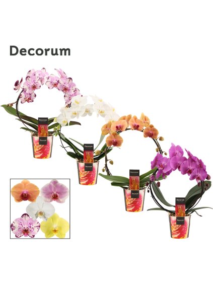 Phalaenopsis boog mix V45cm