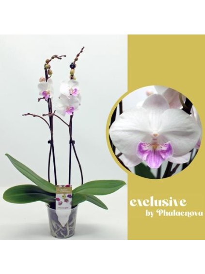 Phalaenopsis Mia V60cm