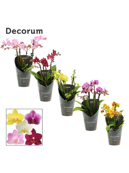 Phalaenopsis dazzling melange V35cm