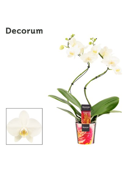 Phalaenopsis hurricane white V50cm