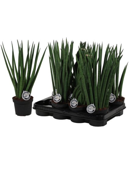 Sansevieria Cylindrica mix V35cm