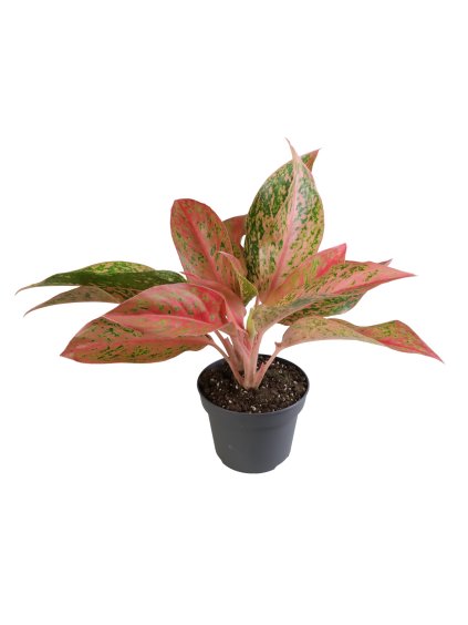 Aglaonema Crete Fire V25cm
