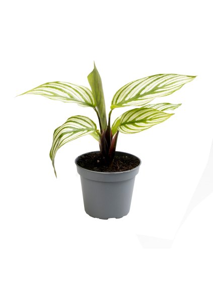 Calathea Vittata V14cm