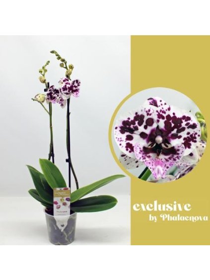 Phalaenopsis Speechless Elegance V60cm