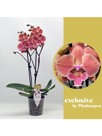 Phalaenopsis Nina V50cm