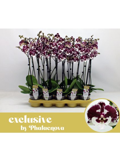 Phalaenopsis Untold Stories V65cm