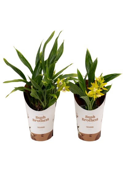 Promodisianthus V15cm