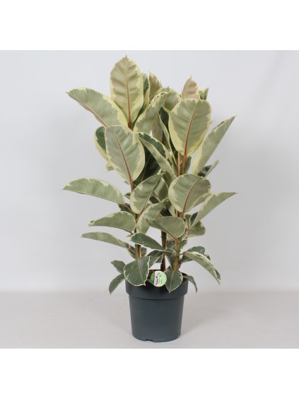 Ficus elastica 'Tineke' V100cm