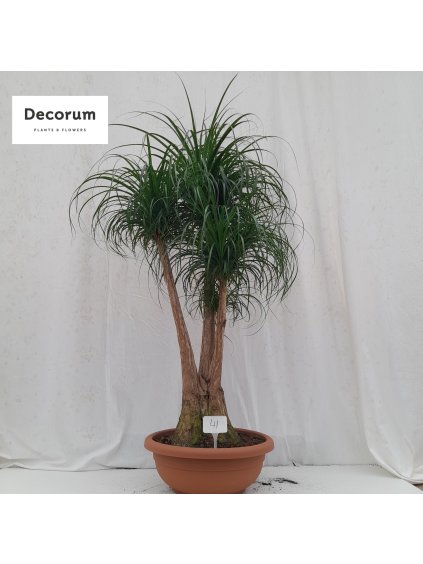 Beaucarnea V145cm