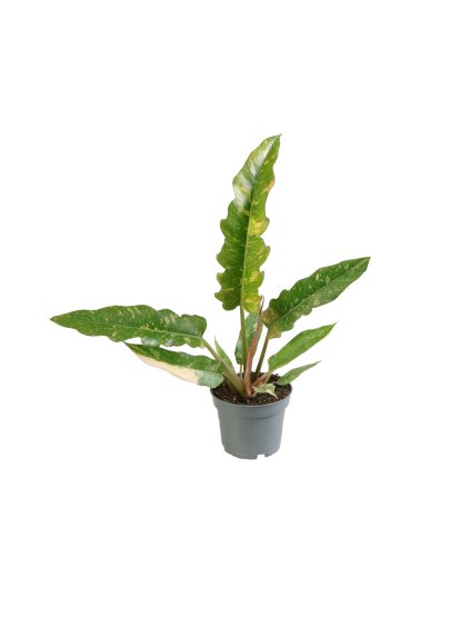 Philodendron Ring of Fire V30cm