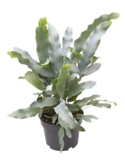 Phlebodium aureum 'Blue Star' V25cm