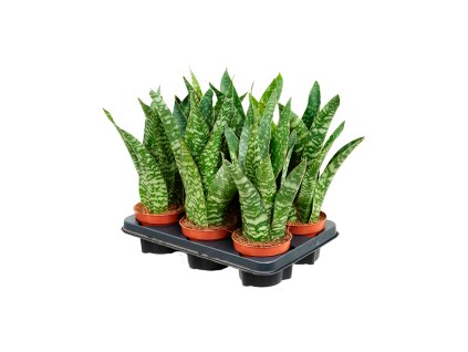 Sansevieria aubrytiana 6/tray V35cm