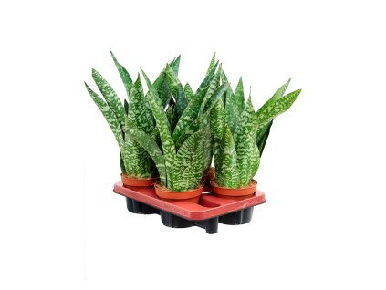 Sansevieria aubrytiana 4/tray V40cm