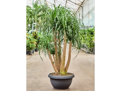 Beaucarnea recurvata V160cm