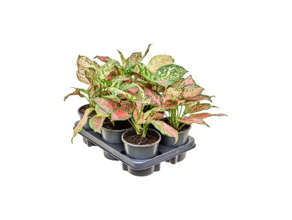 Aglaonema 'Red Valentine' 6/tray V30cm