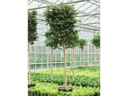 Ficus benjamina 'Danielle' V450cm