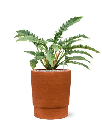 Philodendron 'Narrow' in Chao R32cm V74cm