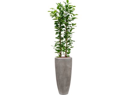 Ficus microcarpa 'Moclame' in Baq Polystone Plain R22cm V173cm