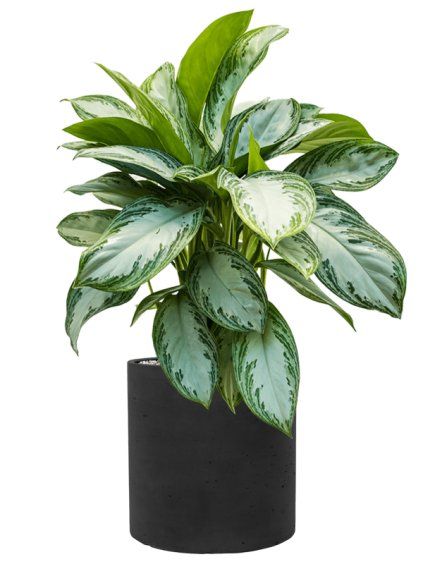 Aglaonema 'Silver Bay' in Rough R30cm V82cm
