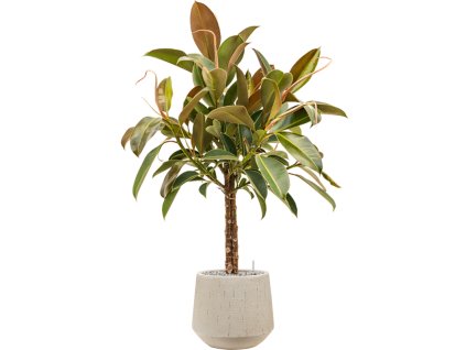 Ficus elastica 'Melany' in Baq Raindrop R30cm V113cm