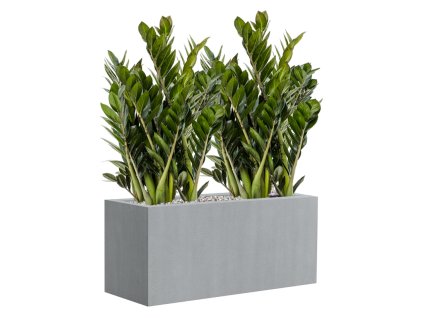 Zamioculcas zamiifolia 'Super Nova' in Argento R42cm V77cm