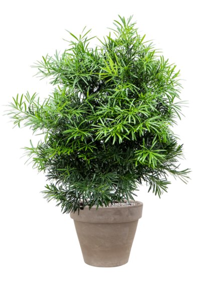 Podocarpus macrophyllus in Terra Cotta R40cm V126cm