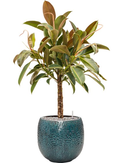Ficus elastica 'Melany' in Marly R30cm V95cm